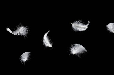 Siyah bir arkaplanda beyaz yüzen tüy izole. 