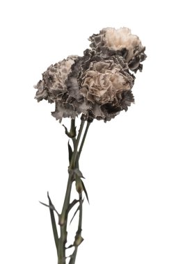 Gri ve güzel karanfil çiçeği beyaz bir arkaplanda izole edilmiş.. 