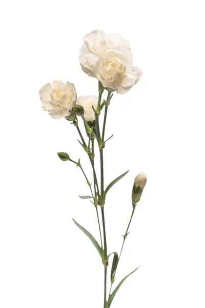Belle Fleur Oeillet Blanche Isolée Sur Fond Blanc Images De Stock Libres De Droits