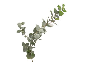 Beyaz arka planda izole edilmiş taze okaliptüs filizi.. 