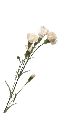 Beyaz bir arka planda izole edilmiş güzel karanfil çiçeği.. 