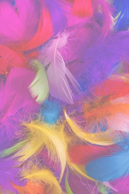 Renkli tüy arka planı. Üst görünüm.