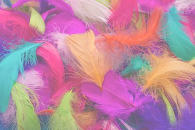 Renkli tüy arka planı. Üst görünüm.