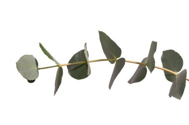 Beyaz arka planda izole edilmiş taze okaliptüs filizi.. 