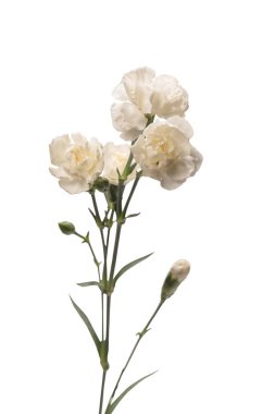 Beyaz bir arka planda izole edilmiş güzel karanfil çiçeği.. 