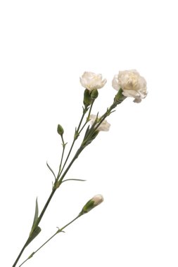 Beyaz bir arka planda izole edilmiş güzel karanfil çiçeği.. 