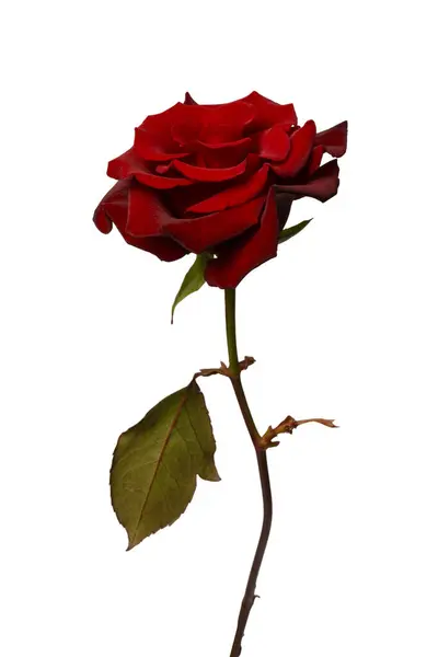 Красивая Красная Роза Изолированы Белом Фоне Лицензионные Стоковые Фото