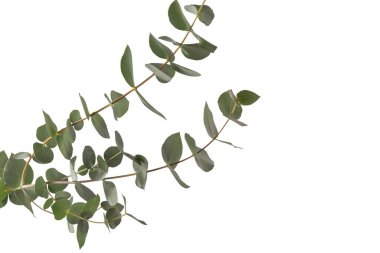 Beyaz arka planda izole edilmiş taze okaliptüs filizi.. 