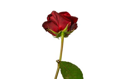 Beyaz arka planda izole edilmiş güzel kırmızı gül..