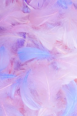 Renkli tüy arkaplanı, üst görünüm. 