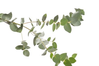 Beyaz arka planda izole edilmiş taze okaliptüs filizi.. 