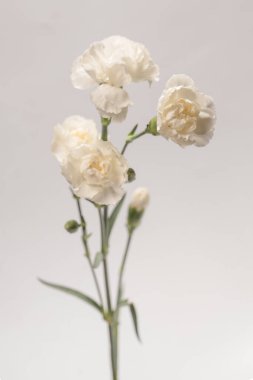 White beautiful carnation flower isolated on a white background.  clipart