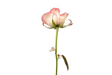 Pembe ve beyaz arkaplanda izole edilmiş güzel bir gül.. 