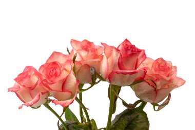 Pembe ve beyaz arkaplanda izole edilmiş güzel bir gül.. 