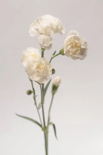 ดอกคาร เนช ขาวท สวยงาม ดอกไม แยกก นบนพ นหล ขาว ภาพสต็อก