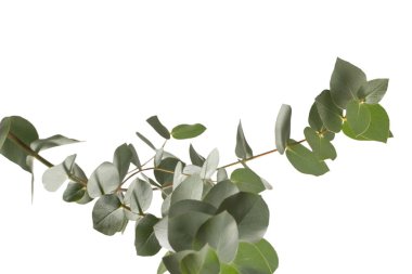 Beyaz arka planda izole edilmiş taze okaliptüs filizi.. 