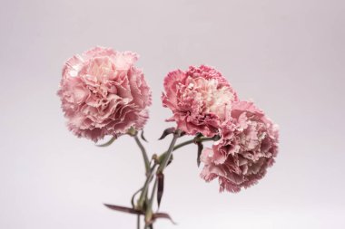 Pembe güzel karanfil çiçeği beyaz bir arkaplanda izole edilmiş.. 