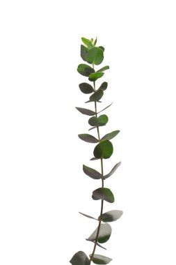 Beyaz arka planda izole edilmiş taze okaliptüs filizi.. 