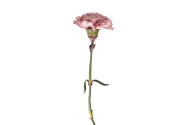 Pembe güzel karanfil çiçeği beyaz bir arkaplanda izole edilmiş.. 