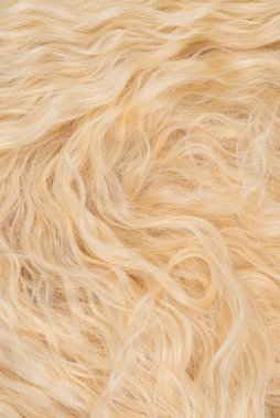 Sarışın, dalgalı, güzel saç deseni. Üst görünüm.