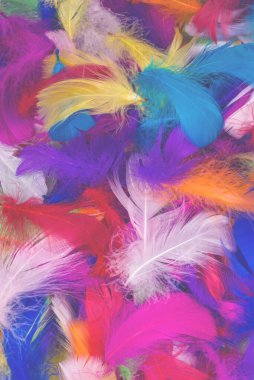 Renkli tüy arka planı. Üst görünüm.