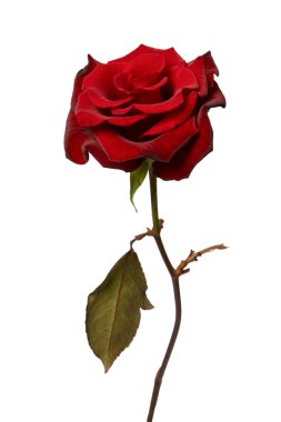 Beyaz arka planda izole edilmiş güzel kırmızı gül..