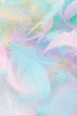 Nane arkaplanındaki renkli tüy, üst görünüm. 