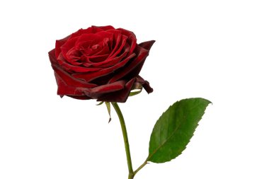Beyaz arka planda izole edilmiş güzel kırmızı gül..