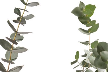 Beyaz arka planda izole edilmiş taze okaliptüs filizi.. 