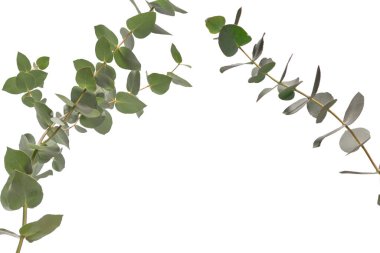 Beyaz arka planda izole edilmiş taze okaliptüs filizi.. 