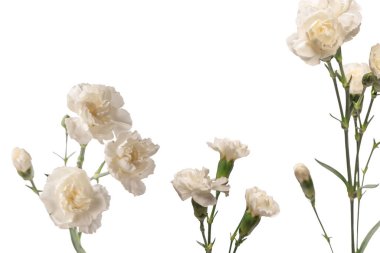 Beyaz bir arka planda izole edilmiş güzel karanfil çiçeği.. 