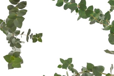 Beyaz arka planda izole edilmiş taze okaliptüs filizi.. 