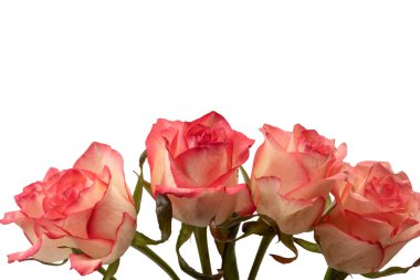 Pembe ve beyaz arkaplanda izole edilmiş güzel bir gül.. 