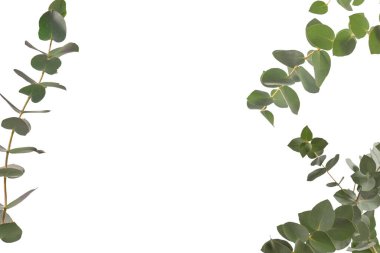 Beyaz arka planda izole edilmiş taze okaliptüs filizi.. 