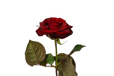 Beyaz arka planda izole edilmiş güzel kırmızı gül..