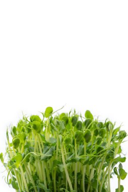 Bezelye filizleri beyaz arkaplanda izole edilmiş. 