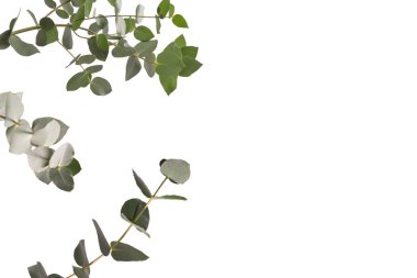 Beyaz arka planda izole edilmiş taze okaliptüs filizi.. 