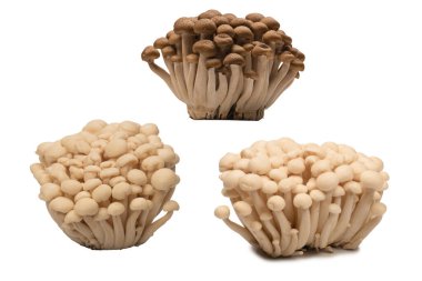 Raw white beech mushrooms isolated on a white background. 