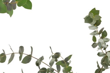 Beyaz arka planda izole edilmiş taze okaliptüs filizi.. 