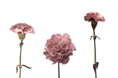 Pembe güzel karanfil çiçeği beyaz bir arkaplanda izole edilmiş.. 