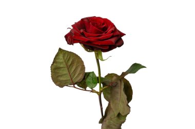 Beyaz arka planda izole edilmiş güzel kırmızı gül..