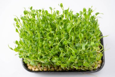 Bezelye filizleri beyaz arkaplanda izole edilmiş. 