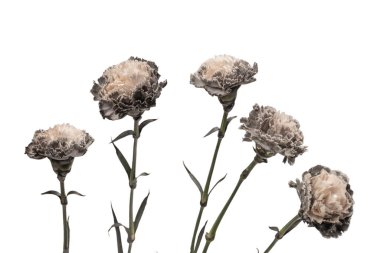 Gri ve güzel karanfil çiçeği beyaz bir arkaplanda izole edilmiş.. 