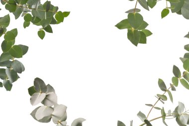 Beyaz arka planda izole edilmiş taze okaliptüs filizi.. 