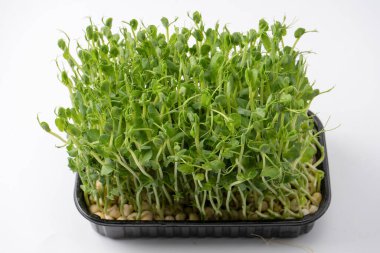 Bezelye filizleri beyaz arkaplanda izole edilmiş. 