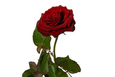 Beyaz arka planda izole edilmiş güzel kırmızı gül..