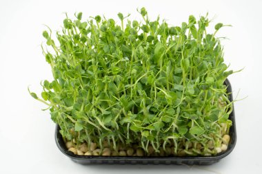 Bezelye filizleri beyaz arkaplanda izole edilmiş. 