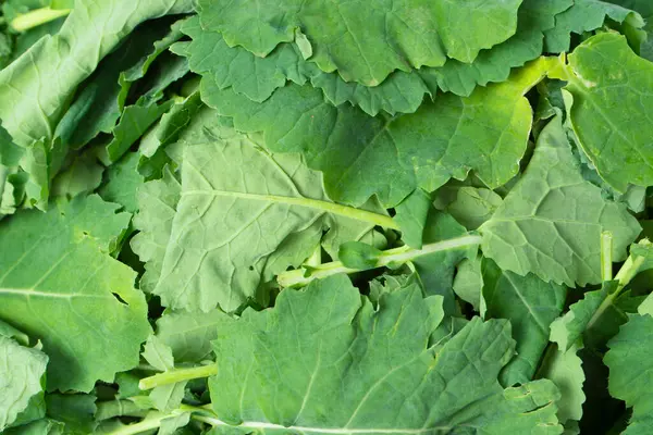 Arka plan olarak taze salata karışımı. Üst görünüm. 