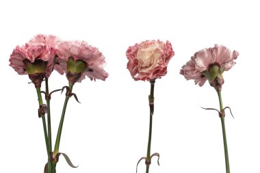 Pembe güzel karanfil çiçeği beyaz bir arkaplanda izole edilmiş.. 