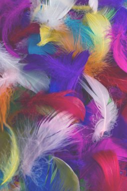 Renkli tüy arka planı. Üst görünüm.